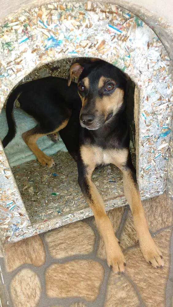 Cachorro ra a Viralata idade 2 a 6 meses nome Nina