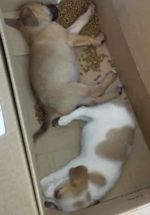 Cachorro raça Viralatinhas idade Abaixo de 2 meses nome 1 2