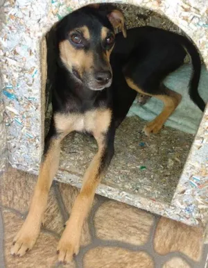 Cachorro raça Viralata idade 2 a 6 meses nome Nina