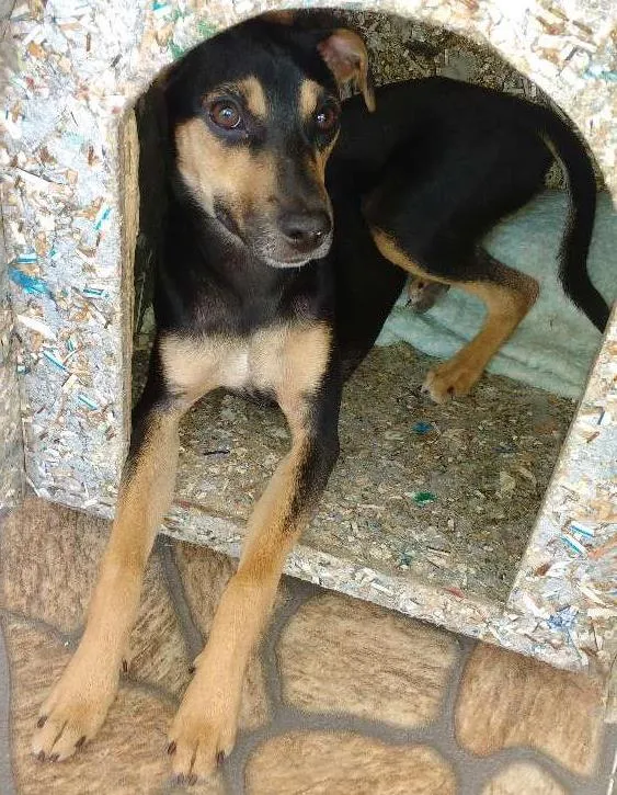 Cachorro ra a Viralata idade 2 a 6 meses nome Nina