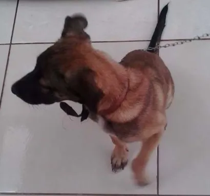 Cachorro raça Mestiço idade 2 a 6 meses nome Tom