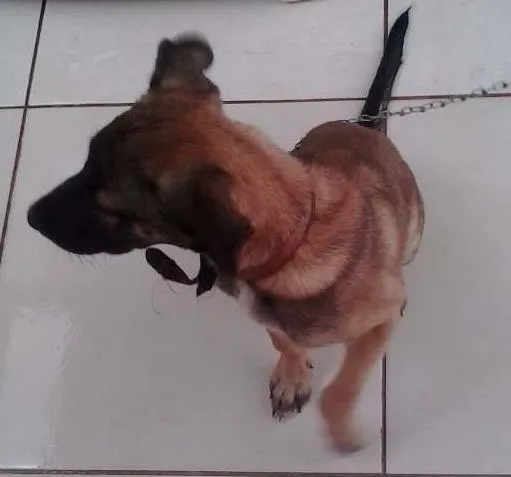 Cachorro ra a Mestiço idade 2 a 6 meses nome Tom