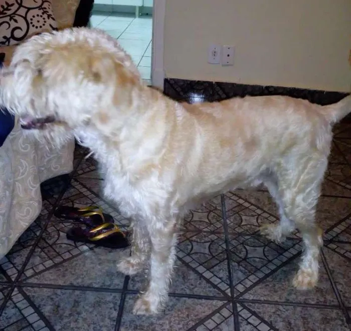 Cachorro ra a Vira lata idade 4 anos nome Apollo