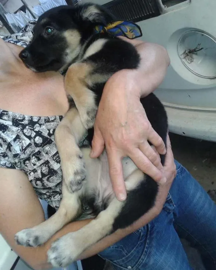 Cachorro ra a SRD idade 2 a 6 meses nome BRISA