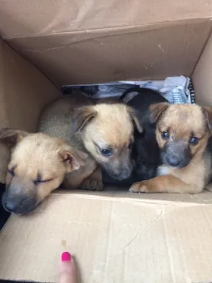 Cachorro raça  idade  nome Filhotes