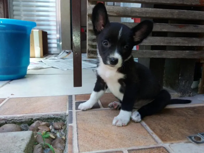 Cachorro ra a Sem raça definida idade 2 a 6 meses nome Sem nome