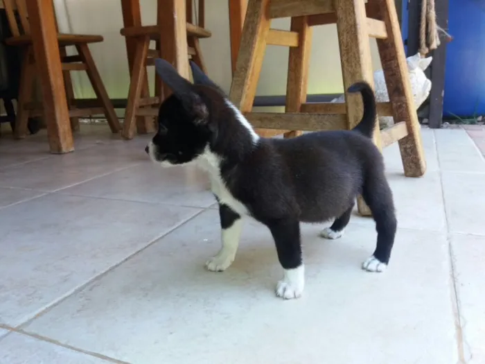 Cachorro ra a Sem raça definida idade 2 a 6 meses nome Sem nome