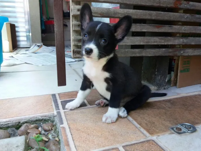 Cachorro ra a Sem raça definida idade 2 a 6 meses nome Sem nome