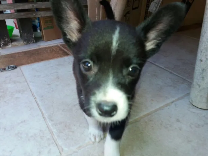 Cachorro ra a Sem raça definida idade 2 a 6 meses nome Sem nome