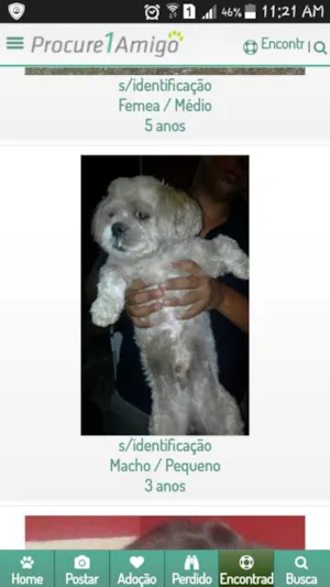Cachorro raça Poddle idade 2 a 6 meses nome Lila