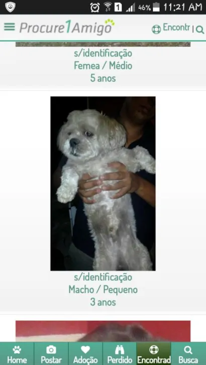Cachorro raça Poddle idade 2 a 6 meses nome Lila