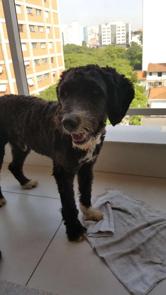 Cachorro ra a vira-lata com poodle idade  nome sem identificação