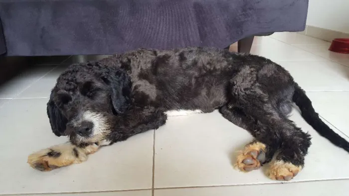 Cachorro ra a vira-lata com poodle idade  nome sem identificação