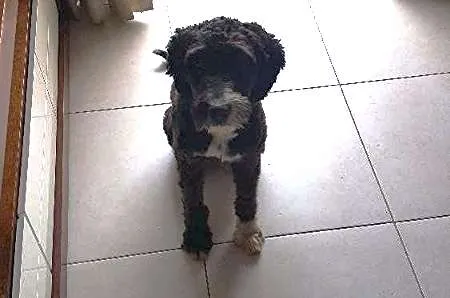 Cachorro ra a vira-lata com poodle idade  nome sem identificação