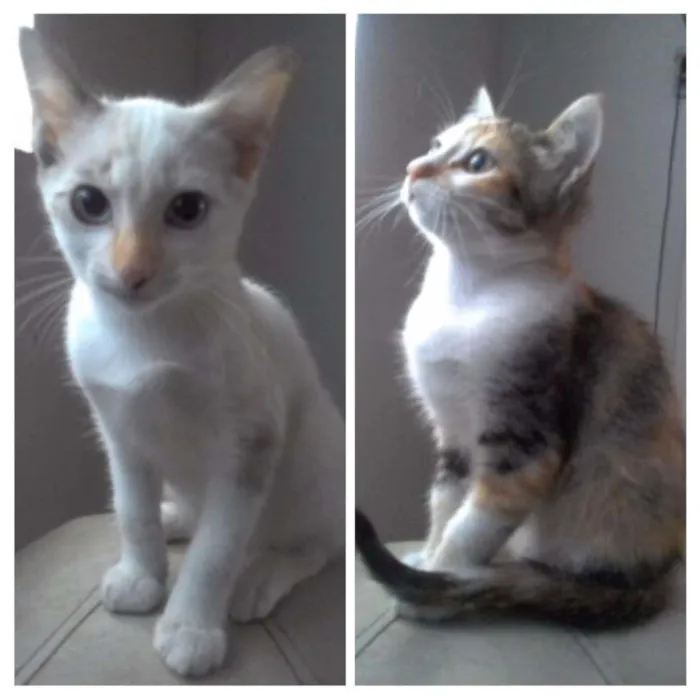 Gato ra a idade 2 a 6 meses nome Sem nome