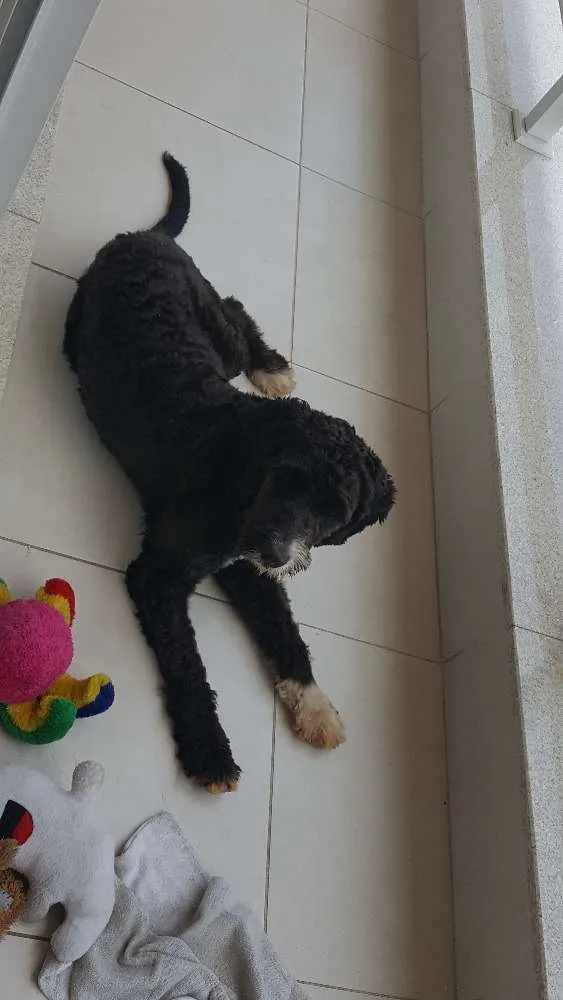 Cachorro ra a vira-lata com poodle idade  nome sem identificação