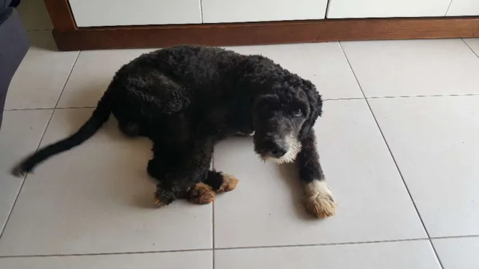 Cachorro ra a vira-lata com poodle idade  nome sem identificação