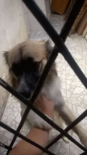 Cachorro raça Labrador Mestiço idade 1 ano nome Rex