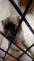 Rex