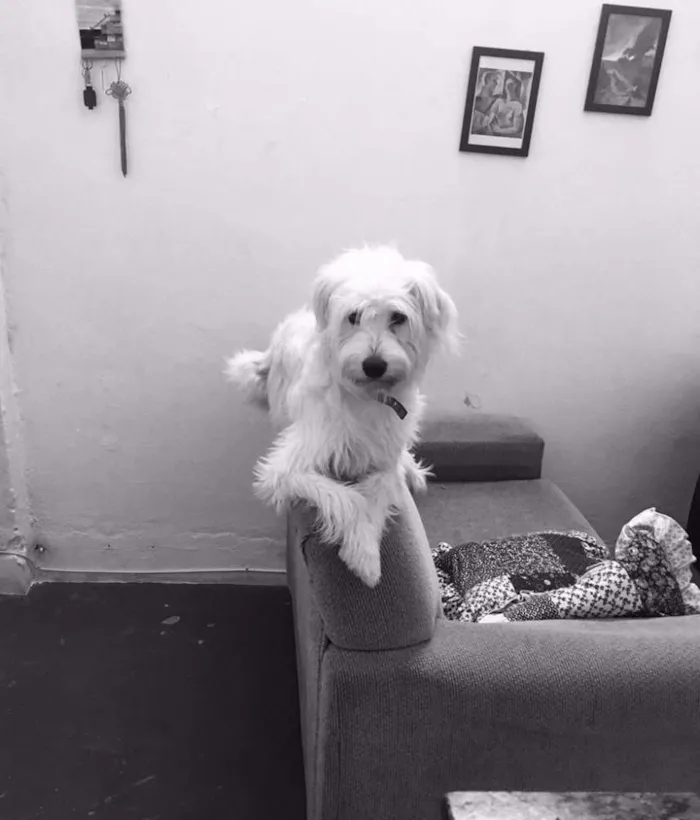 Cachorro ra a SRD idade 7 a 11 meses nome Maggie