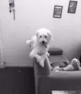 Maggie