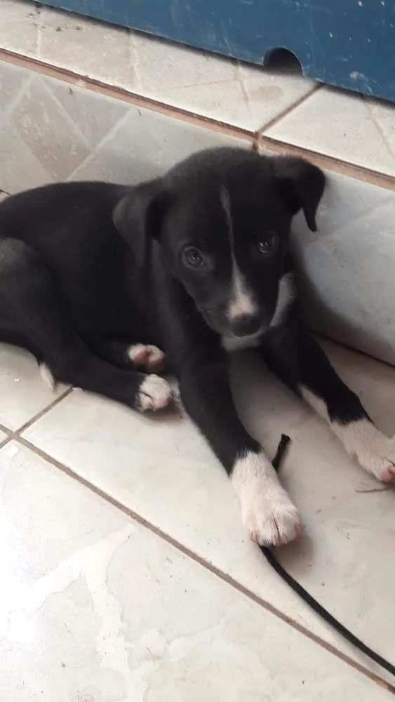 Cachorro raça Nao identificada idade 2 a 6 meses nome Lilo