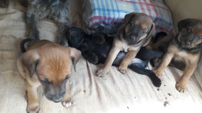 Cachorro ra a Vira-lata idade Abaixo de 2 meses nome Não possui nomes