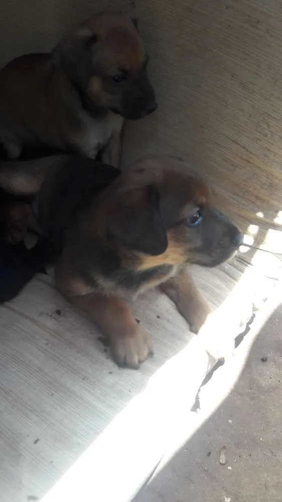 Cachorro ra a Vira-lata idade Abaixo de 2 meses nome Não possui nomes