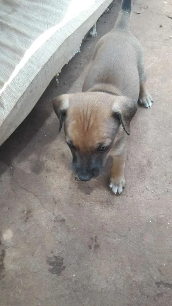 Cachorro ra a Vira-lata idade Abaixo de 2 meses nome Não possui nomes