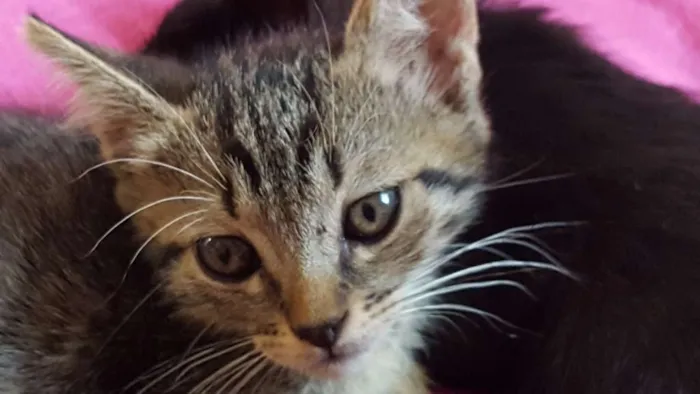 Gato ra a viralata idade Abaixo de 2 meses nome romeu