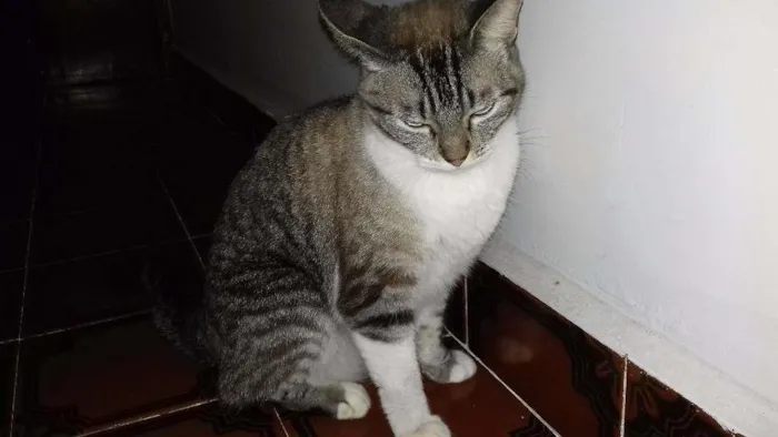 Gato ra a Siamês idade 2 anos nome Millu