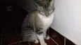 Millu