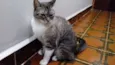 Millu