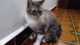Millu
