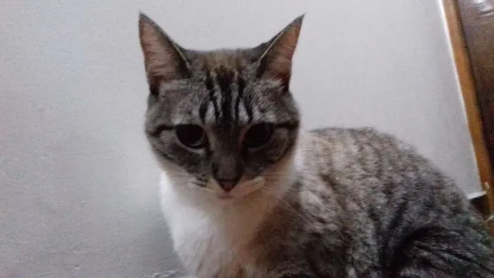 Gato ra a Siamês idade 2 anos nome Millu