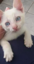 Gatinhos