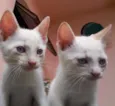 Gatinhos