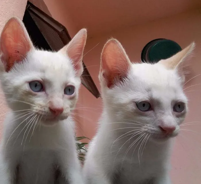 Gato ra a  idade 2 a 6 meses nome Gatinhos