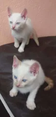 Gatinhos