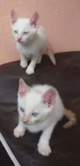 Gatinhos