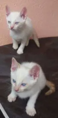 Gatinhos