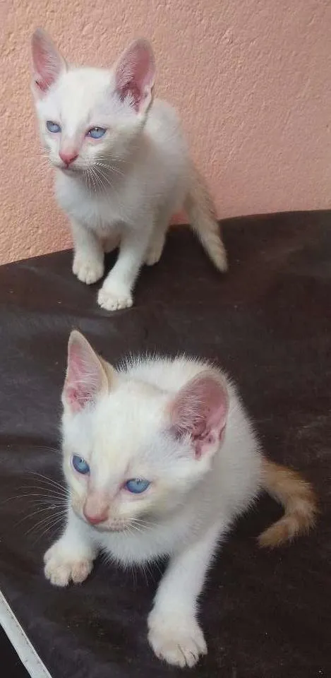 Gato ra a  idade 2 a 6 meses nome Gatinhos