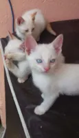 Gatinhos