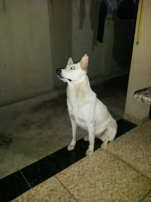 Cachorro raça Pastor canadense idade 2 anos nome Aira
