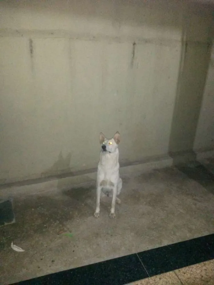 Cachorro raça Pastor canadense idade 2 anos nome Aira
