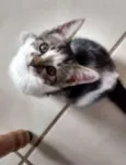 pretinha