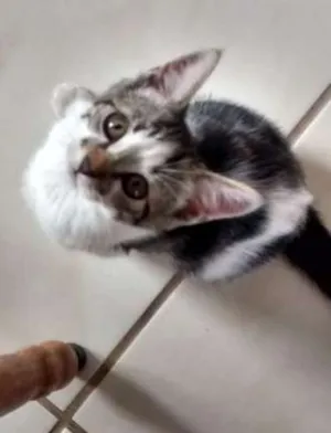 Gato raça SRD idade 2 a 6 meses nome pretinha
