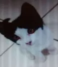 pretinha