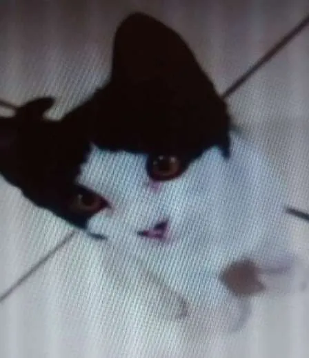 Gato ra a SRD idade 2 a 6 meses nome pretinha