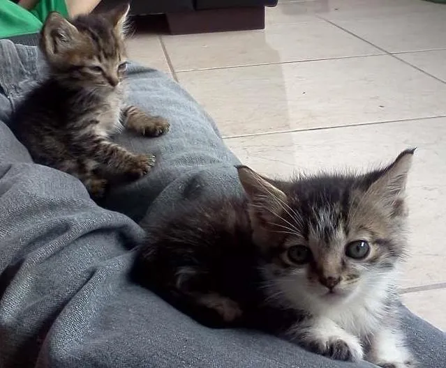 Gato raça SRD idade Abaixo de 2 meses nome Finn e Jake